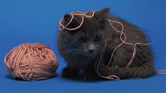 Animals cats yarn