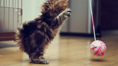 Animals cats yarn ben torode