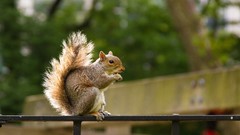 Animals Central Park squirrels