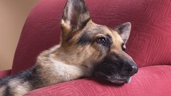 Animals chairs Dogs German shepherd