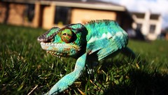 Animals chameleon