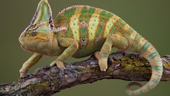 Animals chameleon lizards