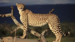 Animals cheetahs