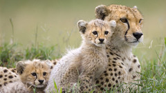 Animals cheetahs