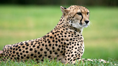 Animals cheetahs