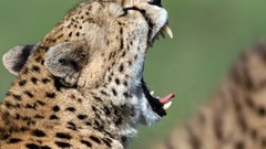 Animals cheetahs Africa