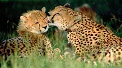 Animals cheetahs baby animals