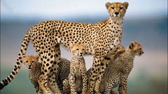 Animals cheetahs cubs