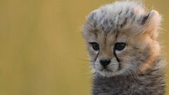 Animals cheetahs cubs
