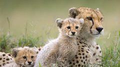 Animals cheetahs cubs baby
