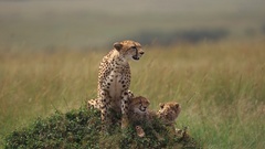 Animals cheetahs cubs wild