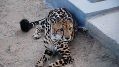 Animals cheetahs king cheetah