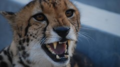 Animals cheetahs king cheetah