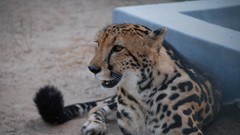 Animals cheetahs king cheetah