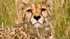 Animals cheetahs savage