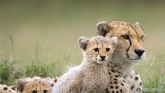Animals cheetahs savage