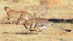 Animals cheetahs savage