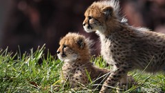 Animals cheetahs savage