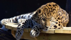 Animals cheetahs wild animals