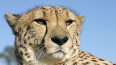 Animals cheetahs wild cats