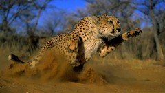 Animals cheetahs wild cats