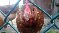 Animals Chickens hen