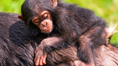 Animals chimpanzee baby animals
