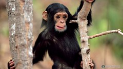 Animals chimpanzee Funny animals
