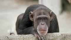 Animals chimpanzee monkeys wildlife