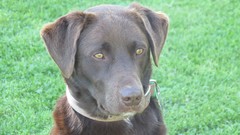 Animals chocolate Dogs ears brown Noses labrador retriever