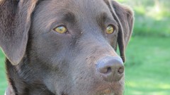 Animals chocolate Dogs ears brown Noses labrador retriever