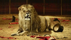 Animals Circus Lions feline