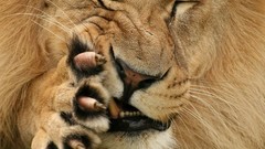Animals close-up claws Lions paws