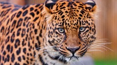 Animals close-up Leopards wild animals