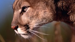 Animals close-up puma wild animals