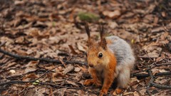 Animals close-up rodent squirrels