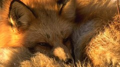 Animals close-up wild animals foxes