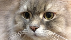 Animals closeup Mammals cats animal eyes