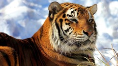 Animals clouds Tigers wild animals wildlife skyscapes
