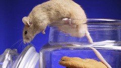 Animals cookies mice jars