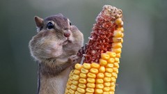Animals corn eating squirrels chipmunks