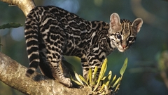 Animals costa rica branches