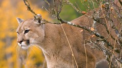 Animals cougars