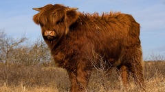 Animals Cows Highland cattle