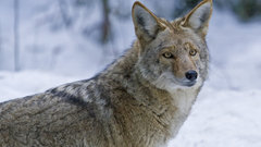 Animals coyote