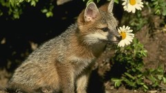Animals coyote