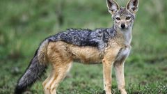 Animals coyote jackal Kenya