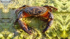 Animals crabs crustacean