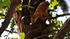 Animals Crimea squirrels