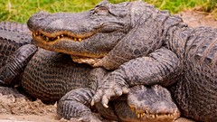 Animals Crocodiles alligators